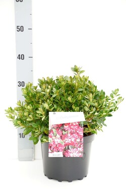 Rododendras (AJ) (Lot Rhododendron (AJ)) 'Izumi-no-mai' C4/P21 25-30 CM | RODODENDRAI | KRŪMAI