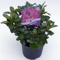 Rododendras (Lot Rhododendron) 'Koningstein' C1/P13 15-20 CM