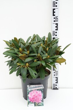 Rododendras Jakušimaninis (Lot Rhododendron (Y)) 'Kalinka' C5/P23 30/+ CM