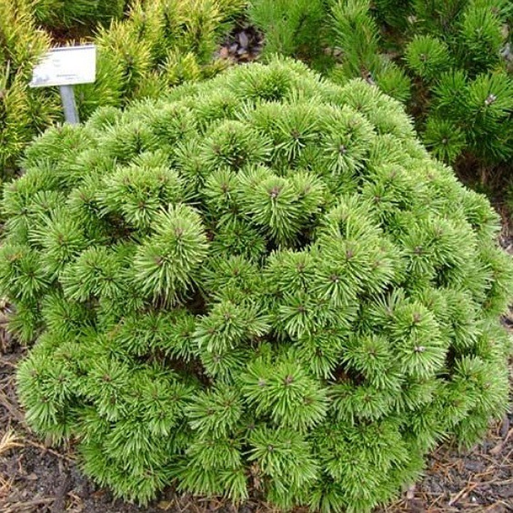 Pušis Kalninė (Lot Pinus Mugo) 'ALLGAU' C7.