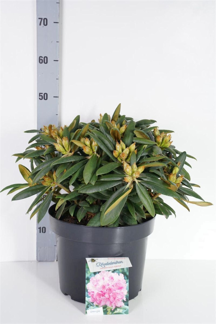 Rododendras (Y) (Lot Rhododendron (Y)) 'Kalinka' C10 30-40 CM | RODODENDRAI | KRŪMAI