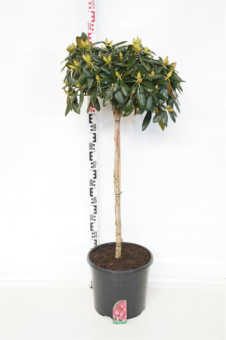 Rododendras Jakušimaninis (Lot Rhododendron (Y)) 'Kalinka' C20 STIEBAS 80 CM | RODODENDRAI | KRŪMAI