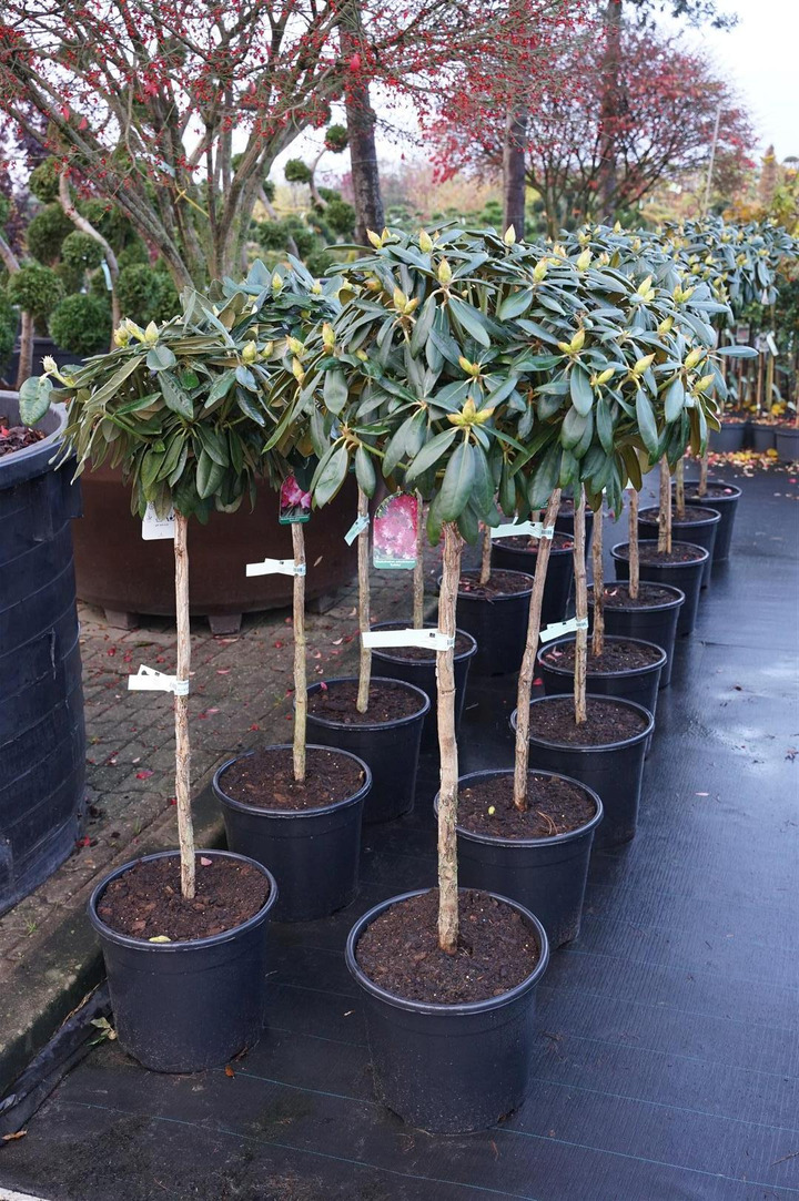 Rododendras Jakušimaninis (Lot Rhododendron (Y)) 'Kalinka' C20 STIEBAS 80 CM | RODODENDRAI | KRŪMAI