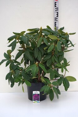 Rododendras (Lot Rhododendron) 'Lee's Dark Purple' C7,5/P26 50-60 CM