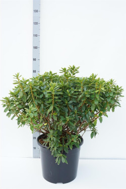 Rododendras (AJ) (Lot Rhododendron (AJ)) 'Luzi' C20 50-60 CM | RODODENDRAI | KRŪMAI