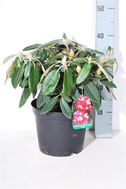 Rododendras Jakušimaninis (Lot Rhododendron (Y)) 'Marlis' C5/P23 30-40 CM - nuotrauka 1