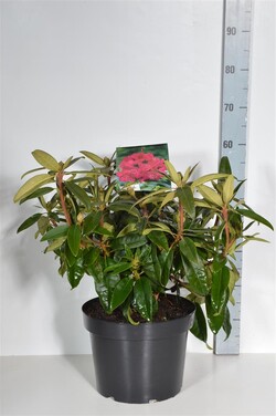 Rododendras (Lot Rhododendron) 'Marie Forte' C10 40-50 CM