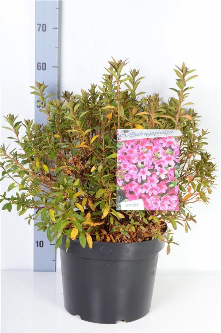 Rododendras (Lot Rhododendron) 'Mad. van Hecke' C10 40-50 CM