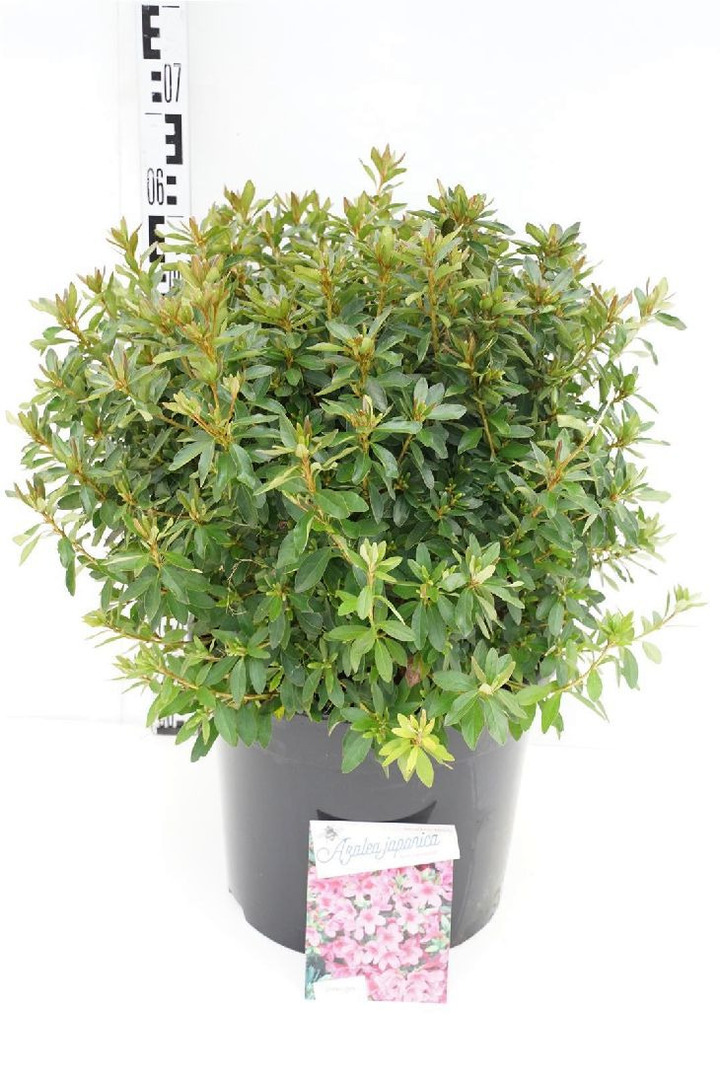 Rododendras (AJ) (Lot Rhododendron (AJ)) 'Mad. van Hecke' C20 50-60 CM | RODODENDRAI | KRŪMAI