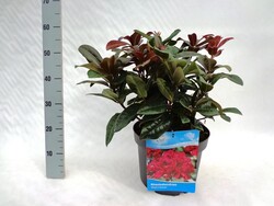 Rododendras (Lot Rhododendron) 'Moser's Maroon' C10 50-60 CM | RODODENDRAI | KRŪMAI