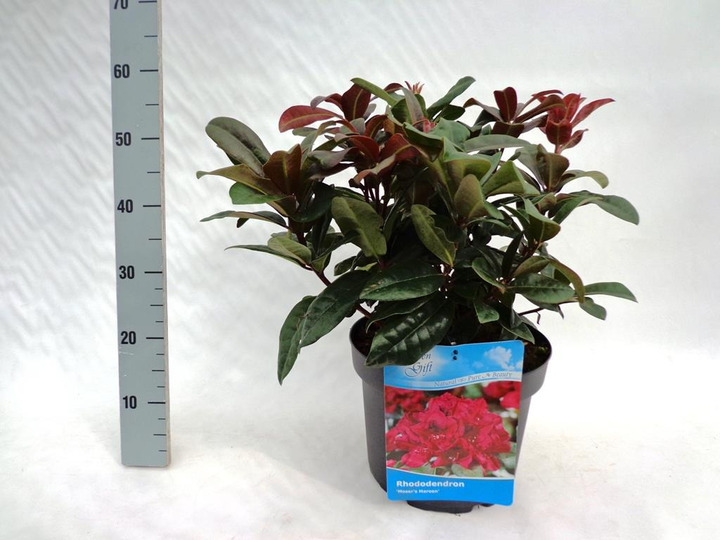 Rododendras (Lot Rhododendron) 'Moser's Maroon' C10 50-60 CM | RODODENDRAI | KRŪMAI