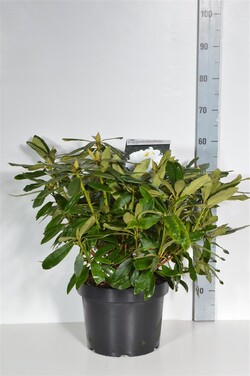 Rododendras (Lot Rhododendron) 'Madame Masson' C10 40-50 CM