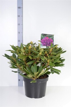 Rododendras (Lot Rhododendron) 'Marcel Menard' C10 40-50 CM - nuotrauka 2