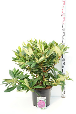 Rododendras (Lot Rhododendron) 'Marcel Menard' C10 50-60 CM