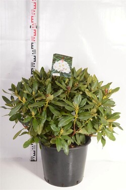 Rododendras (Lot Rhododendron) 'Marcel Menard' C30 70-80 CM | RODODENDRAI | KRŪMAI