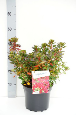 Rododendras (Lot Rhododendron) 'Moederkensdag' C4/P21 25-30 CM