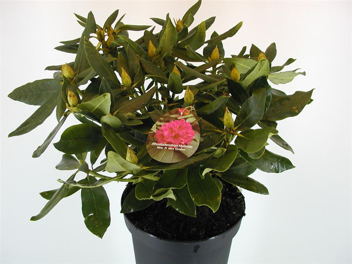 Rododendras (Lot Rhododendron) 'Mrs P. den Ouden' C5/P23 30-40 CM | RODODENDRAI | KRŪMAI