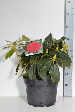 Rododendras (Lot Rhododendron) 'Markeeta's Prize' C10 40-50 CM