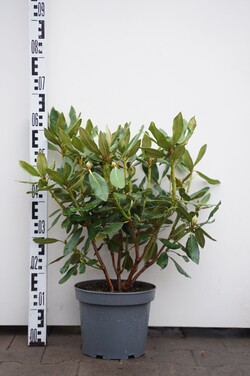 Rododendras (Lot Rhododendron) 'Nova Zembla' C5/P23 30-40 CM | RODODENDRAI | KRŪMAI