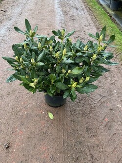 Rododendras (Lot Rhododendron) 'Nova Zembla' C12 60-70 CM | RODODENDRAI | KRŪMAI