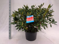 Rododendras (Lot Rhododendron) 'Nova Zembla' C40 80-100 CM | RODODENDRAI | KRŪMAI