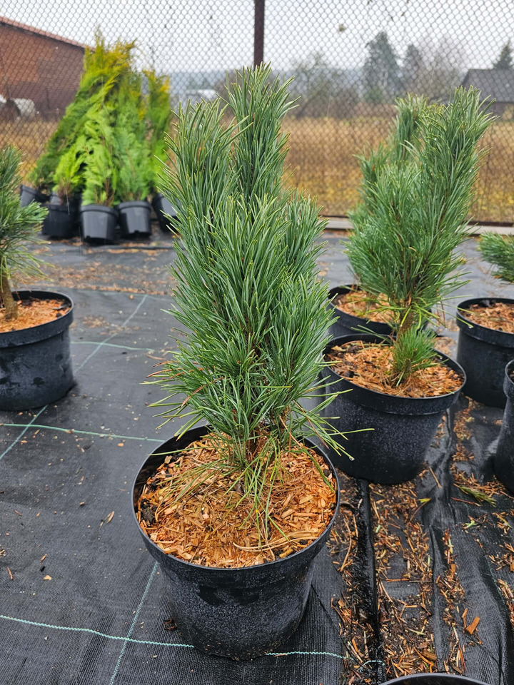Pušis Paprastoji (Lot Pinus Sylvestris) 'FASTIGIATA' C7.
