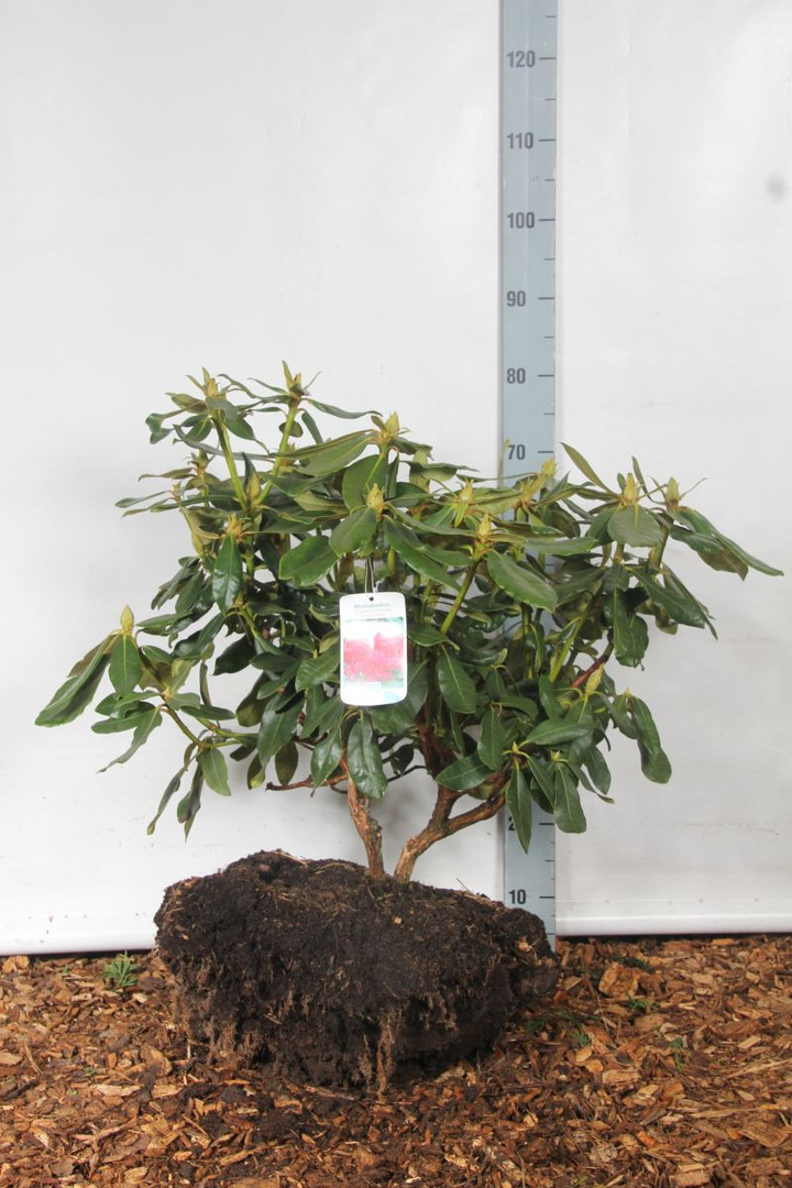 Rododendras (Lot Rhododendron) 'Nova Zembla' 50-60 CM RB
