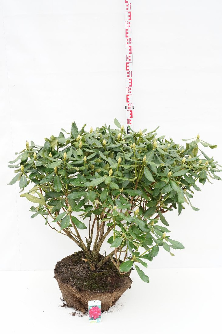 Rododendras (Lot Rhododendron) 'Nova Zembla' 80-90 CM RB