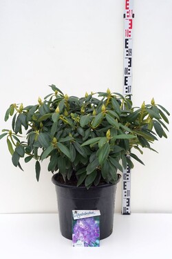 Rododendras (Lot Rhododendron) 'Everestianum' C20 60-80 CM | RODODENDRAI | KRŪMAI