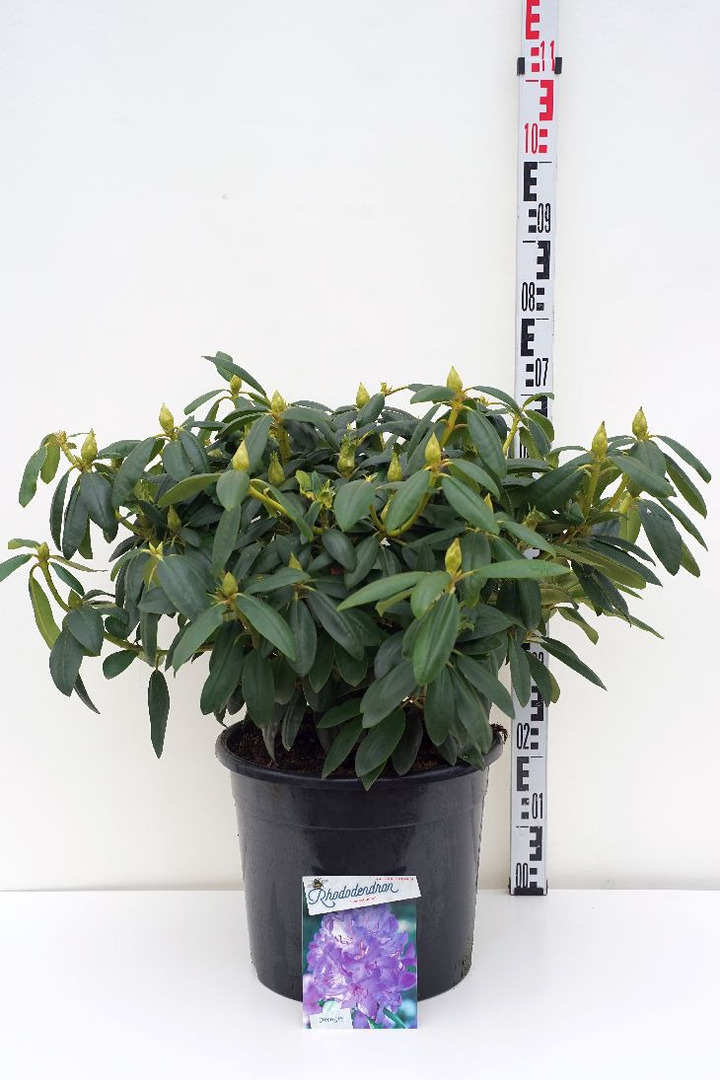 Rododendras (Lot Rhododendron) 'Everestianum' C20 60-80 CM | RODODENDRAI | KRŪMAI