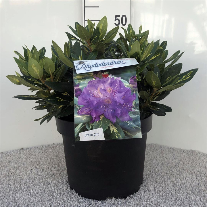 Rododendras (Lot Rhododendron) 'Goldflimmer' C10 30-40 CM