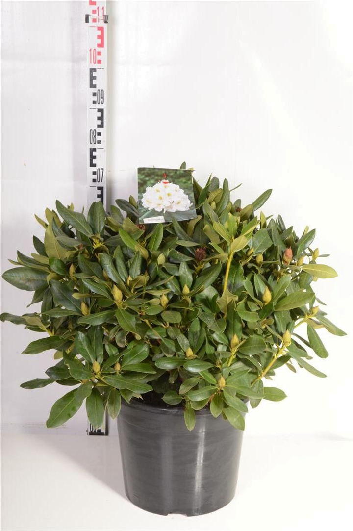 Rododendras (Lot Rhododendron) 'Goldflimmer' C20 50-60 CM