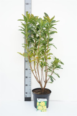 Rododendras (Lot Rhododendron) 'Harvest Moon' C5/P23 40/+ CM