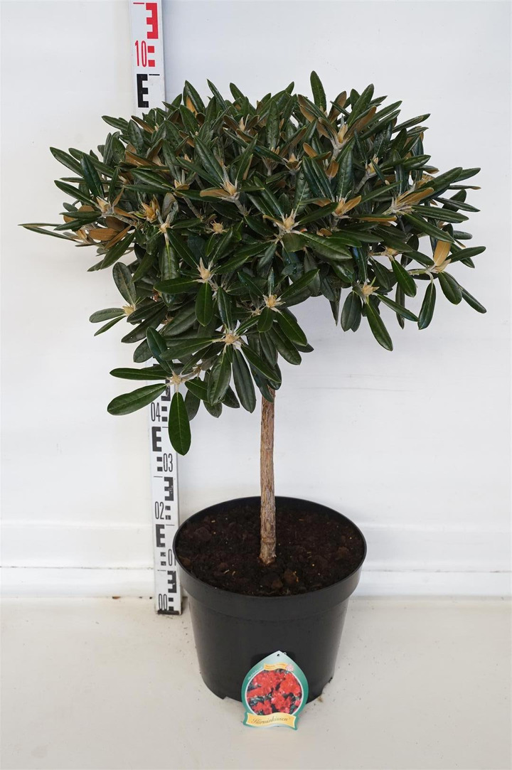 Rododendras Jakušimaninis (Lot Rhododendron (Y)) C15 STIEBAS 60 CM Ø 40-50 CM