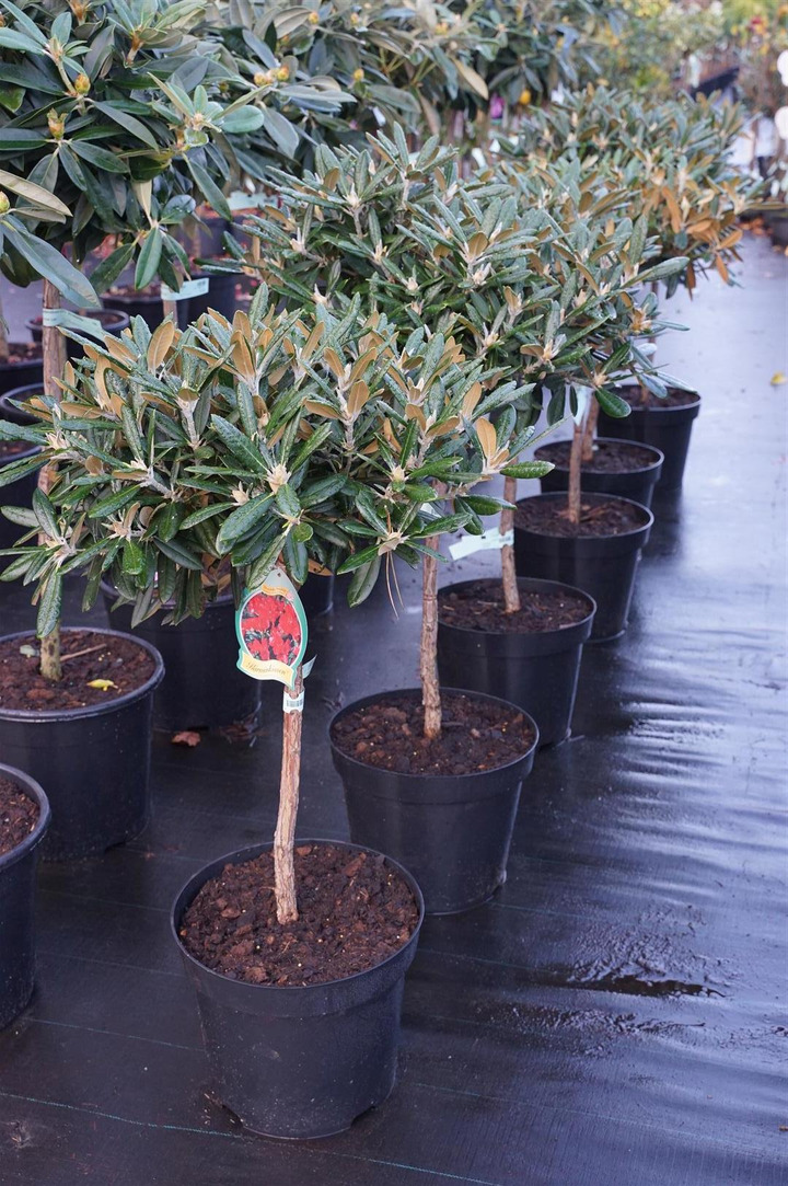 Rododendras Jakušimaninis (Lot Rhododendron (Y)) C15 STIEBAS 60 CM Ø 40-50 CM
