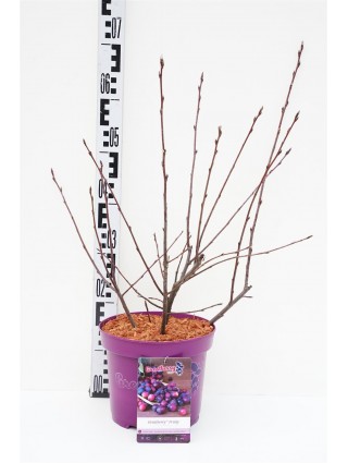 Medlieva Alksnialapė (Lot Amelanchier Alnifolia) 'Greatberry® Fruity' C5 50-60CM-MEDLIEVOS-VAISMEDŽIAI