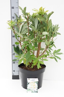 Rododendras (Lot Rhododendron) 'Persil' C10 50-60 CM