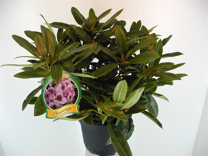 Rododendras (Lot Rhododendron) 'Pfauenauge' C5/P23 30-40 CM | RODODENDRAI | KRŪMAI