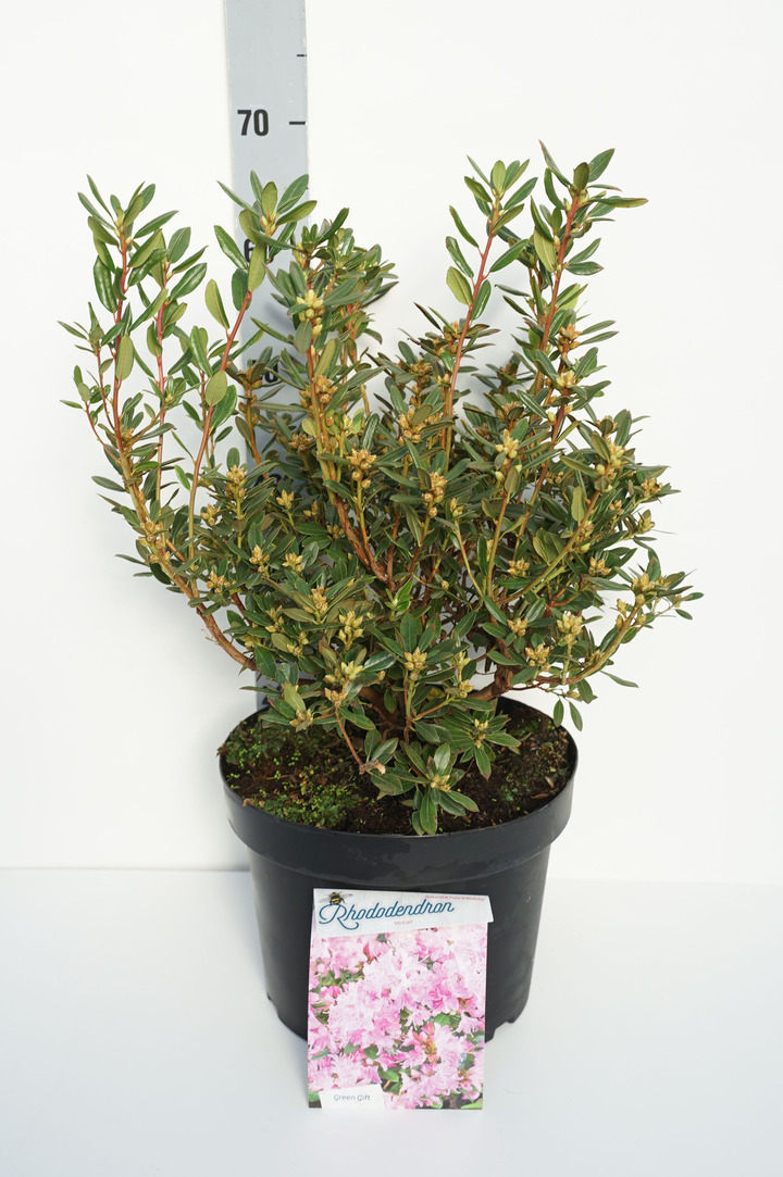 Rododendras (Lot Rhododendron) 'Pintail' C10 40-50 CM