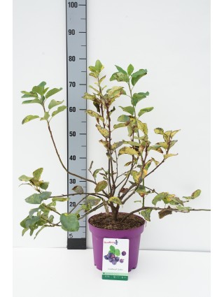 Medlieva Alksnialapė (Lot Amelanchier Alnifolia) 'Greatberry® Fruity' C4 50-60CM-MEDLIEVOS-VAISMEDŽIAI