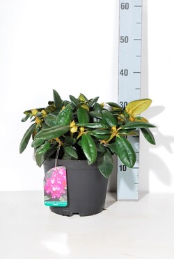 Rododendras Jakušimaninis (Lot Rhododendron (Y)) 'Polaris' C5/P23 25-30 CM - nuotrauka 2
