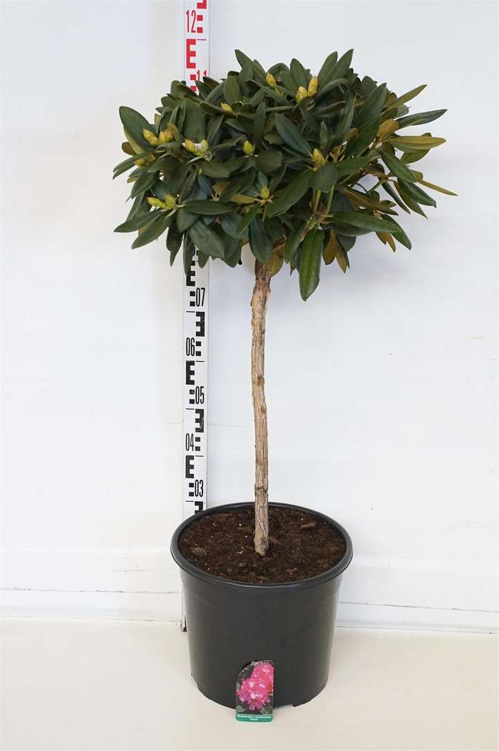Rododendras Jakušimaninis (Lot Rhododendron (Y)) 'Polaris' C15 STIEBAS 60 CM Ø40-50 | RODODENDRAI | KRŪMAI