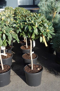 Rododendras Jakušimaninis (Lot Rhododendron (Y)) 'Polaris' C15 STIEBAS 60 CM Ø40-50 - nuotrauka 2