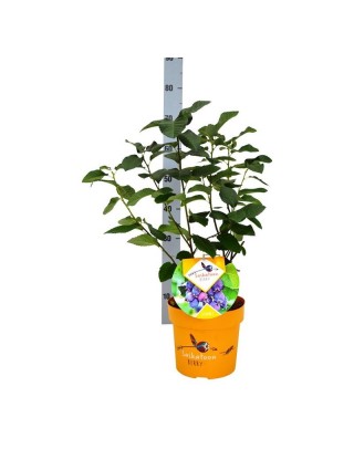 Medlieva Alksnialapė (Lot Amelanchier Alnifolia) 'Saskatoon Berry'® C4 40-60CM-MEDLIEVOS-VAISMEDŽIAI