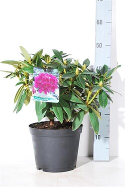 Rododendras pontinis (Lot Rhododendron (P)) 'Polarnacht' C5/P23 30-40 CM - nuotrauka 1