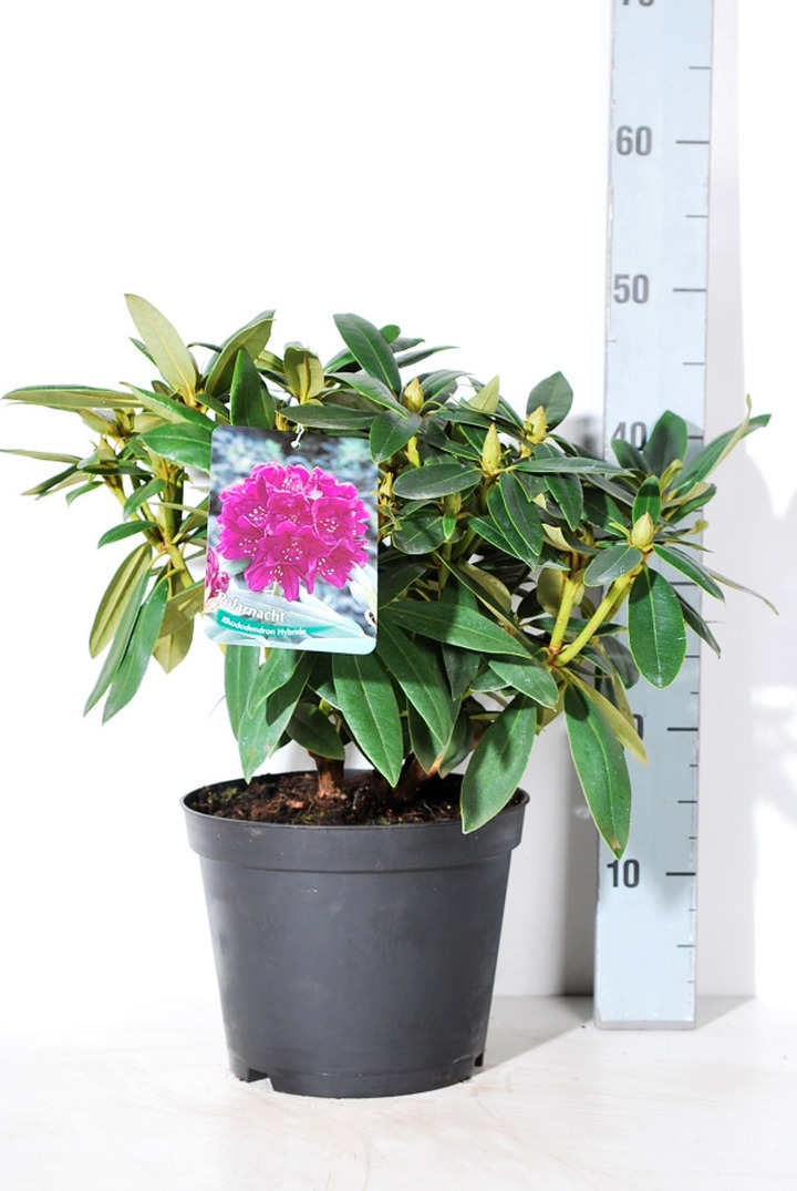 Rododendras (P) (Lot Rhododendron (P)) 'Polarnacht' C5/P23 30-40 CM | RODODENDRAI | KRŪMAI