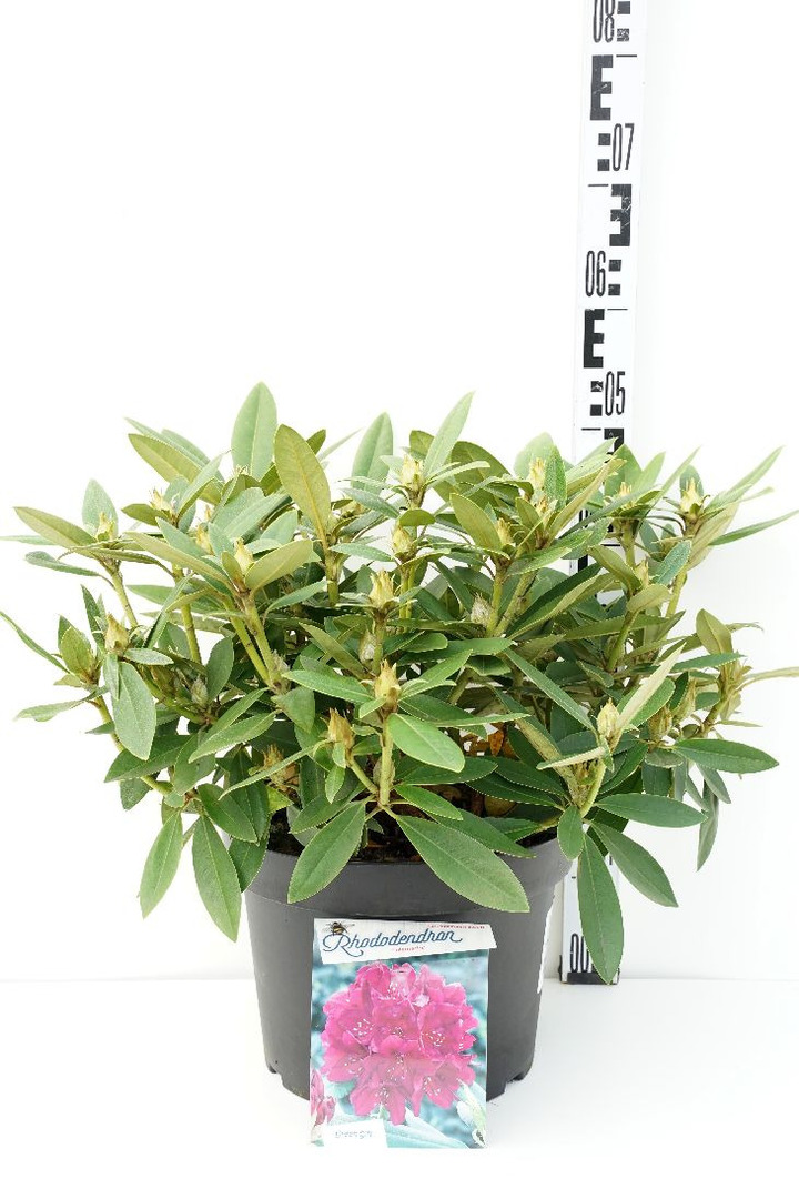 Rododendras pontinis (Lot Rhododendron (P)) 'Polarnacht' C10 40-50 CM