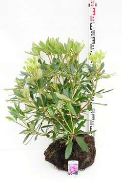 Rododendras pontinis (Lot Rhododendron ponticum) 60-70 CM RB