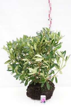 Rododendras pontinis (Lot Rhododendron ponticum) 80-90 CM RB