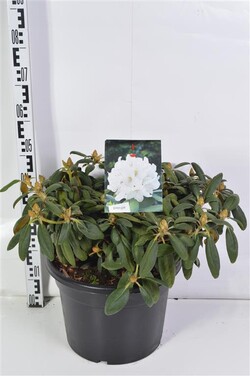 Rododendras Jakušimaninis (Lot Rhododendron (Y)) 'Porzellan' C20 50-60 CM